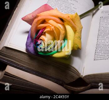 Altes Buch und frische Rose Stockfoto