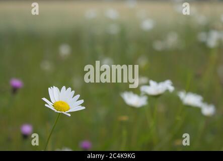 Ochsenauge Gänseblümchen in einem Feld Stockfoto