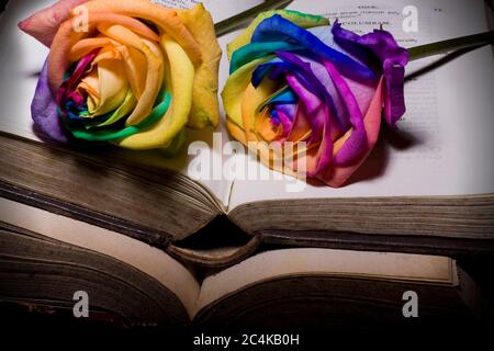 Altes Buch und frische Rose Stockfoto