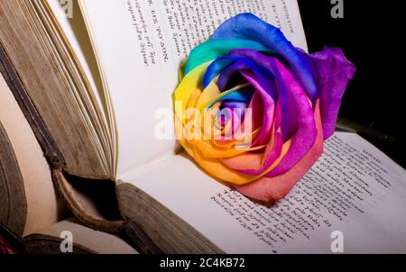 Altes Buch und frische Rose Stockfoto