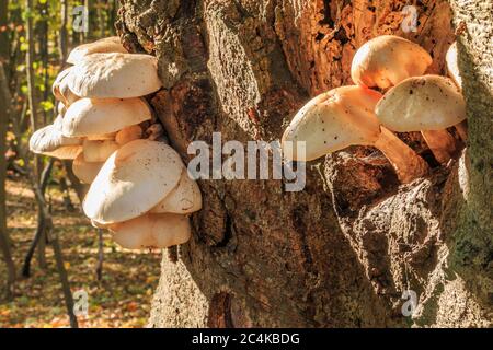 Austernpilze auf einem Loch auf einem Baumstamm im Herbst. Mehrere Pflanzen wachsen auf einem Laubbaum. Pilze mit weißer Pilzkappe auf dem braunen Baum Stockfoto