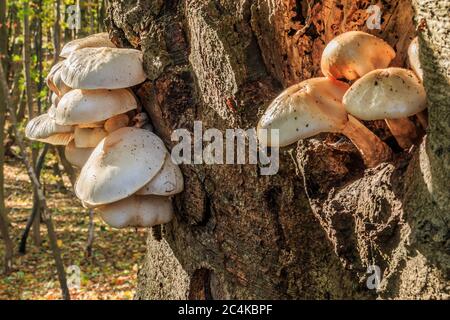 Mehrere Pilze wachsen auf einem Laubbaum. Austernpilze auf einem Loch auf einem Baumstamm. Pilze mit weißer Pilzkappe auf dem braunen Baumstamm Stockfoto