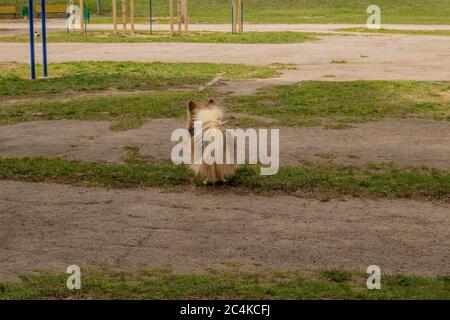 Corgi für einen Spaziergang im Park. Leerer Corgi mit einem flauschigen Schwanz. Stockfoto