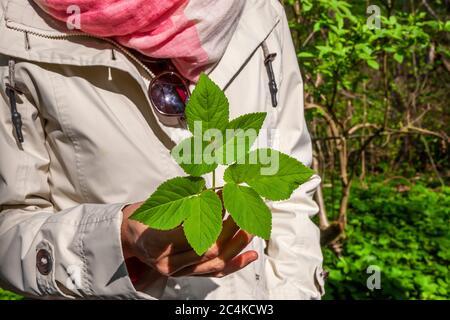 Workshop zum Thema Nahrungssuche und Kochen mit Wildkräutern in Grevenbroich, Deutschland Stockfoto