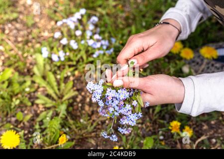 Eine Frau sammelt blaue Blumen auf einer Lichtung. Weibliche Hände und vergessende Blumen. Stockfoto