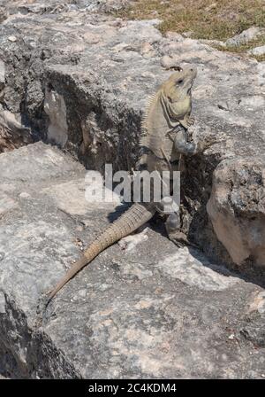 Nahaufnahme eines Yucatan Leguana ist eine Eidechsart aus der Iguanidae-Familie, Edzna, Mexiko Stockfoto