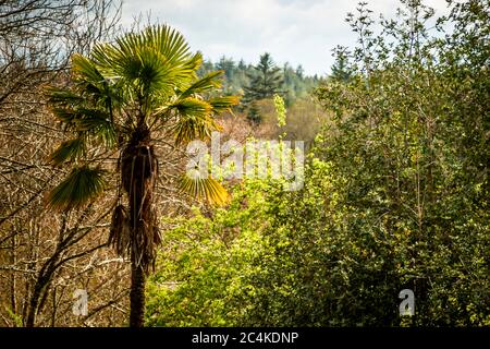 Exotische Pflanzen auf den Britischen Inseln. Endsleigh Hotel in West Devon, England Stockfoto