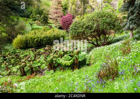 Exotische Pflanzen auf den Britischen Inseln. Endsleigh Hotel in West Devon, England Stockfoto