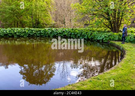 Altes, fast bewachsenes Schwimmbad im Park des Endsleigh Hotels in West Devon, England Stockfoto