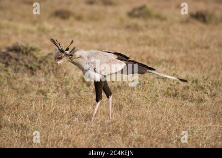 Secretary Bird (Schütze serpentarius) im Grasland der Maasai Mara, Kenia Stockfoto