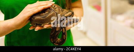 Die Hand einer Frau, die eine Boa hält. Konzentriere dich auf den Schlangenkopf Stockfoto