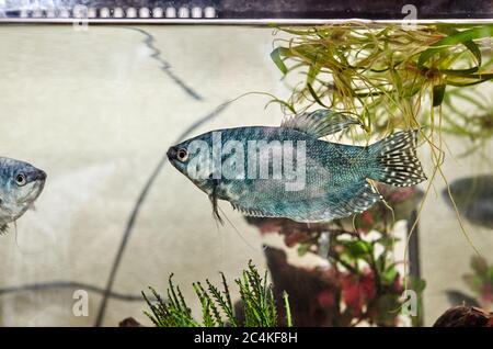 Tropische Gourami-Fische trichogaster im Aquarium. Bunte Fische auf klarem Wasser Hintergrund Stockfoto