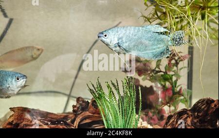 Tropische Gourami-Fische trichogaster im Aquarium. Bunte Fische auf klarem Wasser Hintergrund Stockfoto