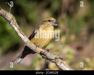 Männlicher Kreuzvogel (Loxia curvirostra) an einem Zweig in einem schottischen Kiefernwald im Peak District. Stockfoto