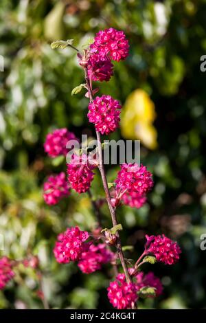 Ribes sanguineum 'Koja' ein frühfrühlingshafter dunkelroter Blütenstrauch, der allgemein als blühende Johannisbeere bekannt ist Stockfoto