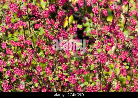 Ribes sanguineum 'Koja' ein frühfrühlingshafter dunkelroter Blütenstrauch, der allgemein als blühende Johannisbeere bekannt ist Stockfoto