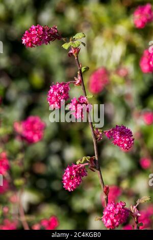 Ribes sanguineum 'Koja' ein frühfrühlingshafter dunkelroter Blütenstrauch, der allgemein als blühende Johannisbeere bekannt ist Stockfoto