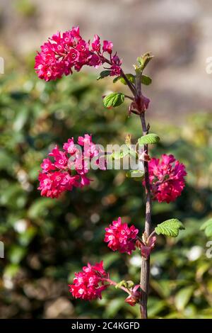 Ribes sanguineum 'Koja' ein frühfrühlingshafter dunkelroter Blütenstrauch, der allgemein als blühende Johannisbeere bekannt ist Stockfoto