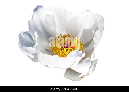 Paeonia Lactiflora 'White Wings' eine frühlingshafte weiße Blütenpflanze, die allgemein als chinesische Pfingstrose bekannt ist und auf weißem Hintergrund isoliert ist Stockfoto