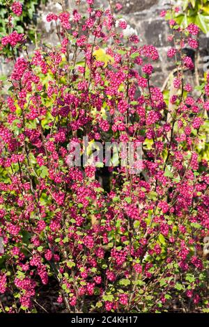 Ribes sanguineum 'Koja' ein frühfrühlingshafter dunkelroter Blütenstrauch, der allgemein als blühende Johannisbeere bekannt ist Stockfoto