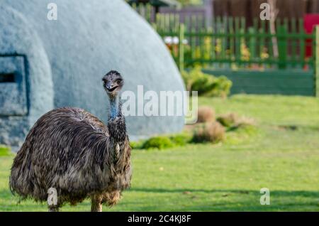 Porträt eines Südamerikanischen Strauß Nandu close-up Stockfoto