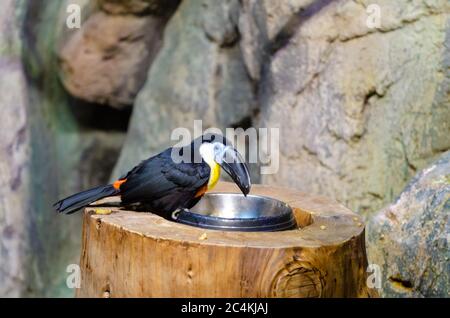 Toucan (Kanal-billed toucan-Ramphastos vitellinus) isst im Zoo Stockfoto