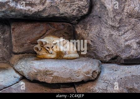 Im Zoo ruhen niedliche Fennekuchse (Vulpes zerda) Stockfoto