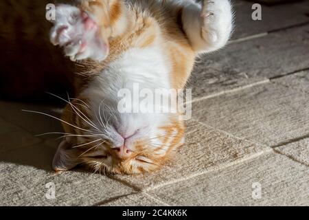 Eine Hauskatze ruht ruhig auf dem Teppich. Eine gelbe und weiße Katze schläft mit RESTful. Stockfoto