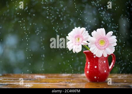 Rosa Gerbera Gänseblümchen Blumen in Krug mit Punkten unter dem Regen auf Holztisch im Freien Stockfoto