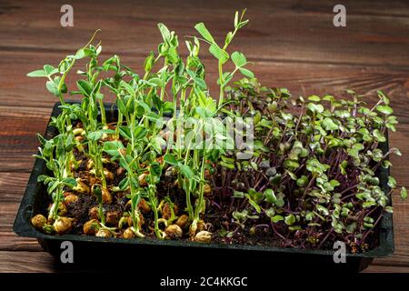 Gemischte Microgreens in Box auf Holztisch Hintergrund. Stockfoto