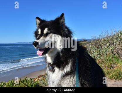 Schöner Schlittenhund auf einer Klippe über dem Meer. Stockfoto