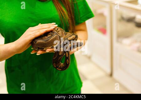 Die Hand einer Frau, die eine Boa hält. Konzentriere dich auf den Schlangenkopf Stockfoto