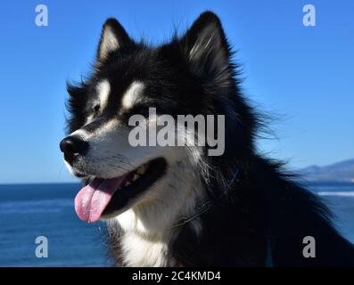 Zottelig und flauschig schwarz-weiß Malamut und Husky Hund. Stockfoto