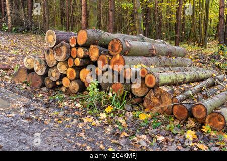 Holzstämme, die im Wald einloggen. Frisch gehackte Baumstämme übereinander in einem Stapel gestapelt. Stockfoto