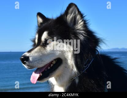 Seitenprofil eines zackigen weißen und schwarzen Malamute Husky Hundes. Stockfoto