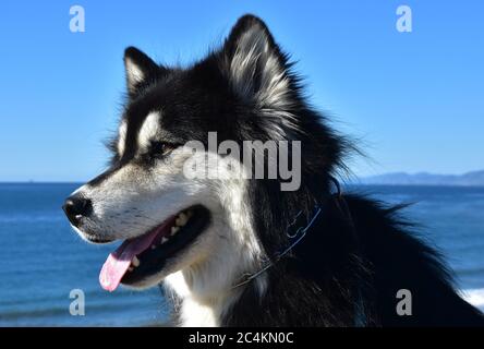 Atemberaubende flauschige Alaskan Malamute Hund sitzt am Meer. Stockfoto