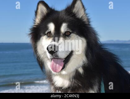 Schöne shaggy schwarz und weiß malamute Husky Hund. Stockfoto