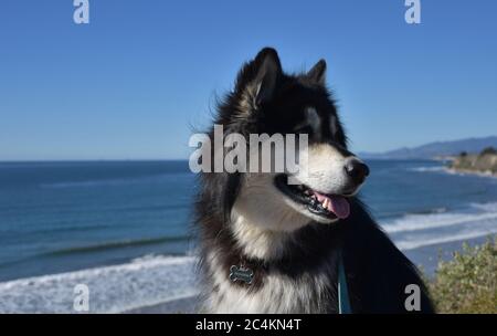 Flauschiger malamuter Husky Hund, der über seine Schulter zurückblickt. Stockfoto