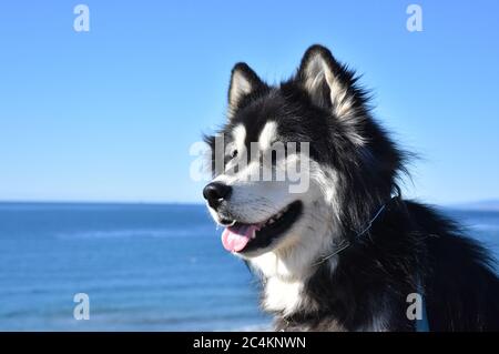 Flauschiger Alaskan Malamute Hund sitzt am blauen Meer und Himmel. Stockfoto