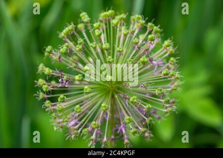 Zierschleife aus Allium. Kugelförmige Blume Stockfoto