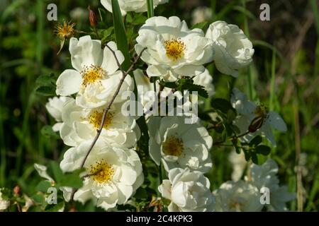 Schöne Busch Blumen weißen Garten Rosen im Sonnenlicht auf Natur Hintergrund für den Kalender Stockfoto