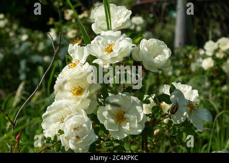 Schöne Busch Blumen weißen Garten Rosen im Sonnenlicht auf Natur Hintergrund für den Kalender Stockfoto