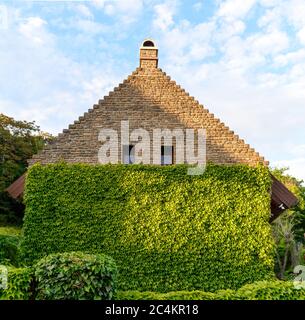 Die Wand eines Hauses ist mit dichtem Efeu bedeckt, der in Harmonie mit der Ziegelwand-Fassade steht. Stockfoto