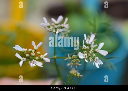 Koriander. Weiche Blattpflanzen völlig essbare Kräuter produzieren petite weißliche Dolden die Blüten haben Spitzen dekoratives Aussehen minimales Aroma und milder Geschmack Stockfoto