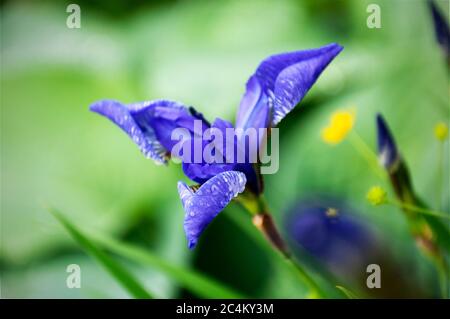 Blaue Blume von Iris Sibirica mit Wassertropfen auf dem Hintergrund der Natur Stockfoto