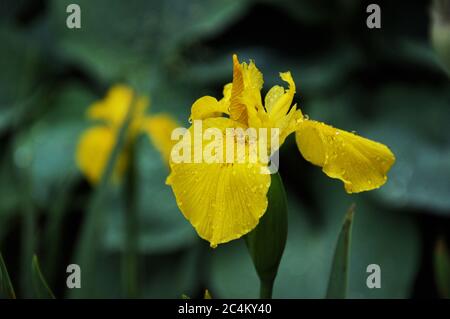 Nasse gelbe Blume von Iris pseudacorus auf dunklem Hintergrund der Natur Stockfoto