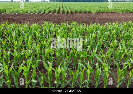 Maisfeld, Northern Indiana, USA, Frühsommer, von James D. Coppinger/Dembinsky Photo Assoc Stockfoto