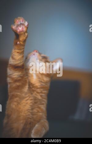 Vertikale Nahaufnahme einer niedlichen Ingwer-Katze in einem Kletterposition Stockfoto