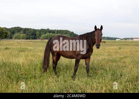 Stute auf Weide, Amish Farm, N. Indiana, USA, von James D. Coppinger/Dembinsky Photo Assoc Stockfoto