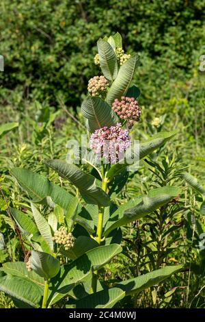 Gemeine Milchkrautblüte (Asclepias syriaca), Frühsommer, E USA, von James D. Coppinger/Dembinsky Photo Assoc Stockfoto